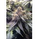 Lemon Kush Headdband - Humboldt Seeds Organization