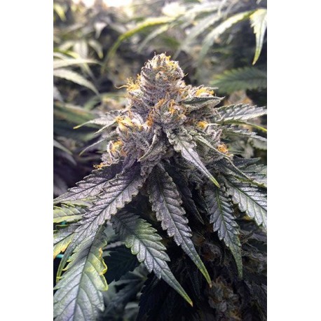Lemon Kush Headdband - Humboldt Seeds Organization