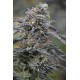 Bubba’s Gift - Humboldt Seeds Organization
