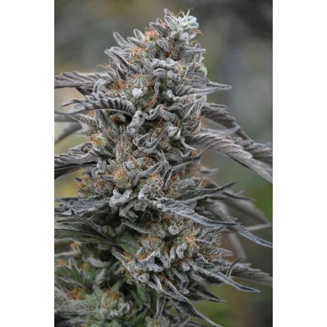 Bubba’s Gift - Humboldt Seeds Organization
