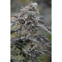 Black D.O.G - Humboldt Seeds Organization