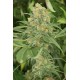 Graines de Green Crack féminisées 60% Sativa - 40% Indica