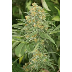 Green Crack - Humboldt Seeds Organization