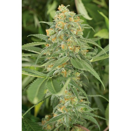 Graines de Green Crack féminisées 60% Sativa - 40% Indica