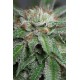 Bubba Kush Regular - Humboldt Seeds