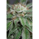 Bubba Kush Regular - Humboldt Seeds