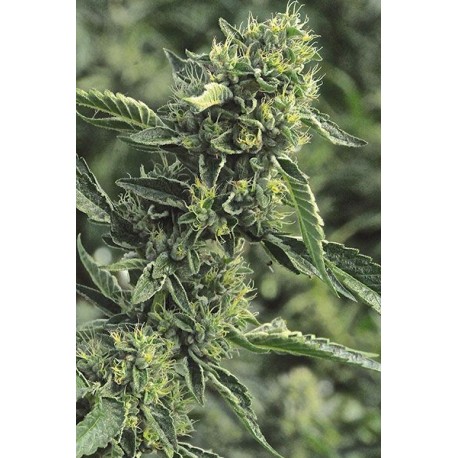 Graines régulières d'OG Kush de chez Humboldt Seeds