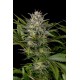 Graines régulières de Pineapple Skunk de Humboldt Seeds