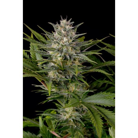 Graines régulières de Pineapple Skunk de Humboldt Seeds