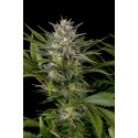 Pineapple Skunk Regular - Humboldt Seeds