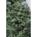 Sour Diesel N°2 Regular - Humboldt Seeds