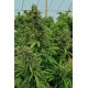 Chemdawg Regular graines de cannabis males et femelles