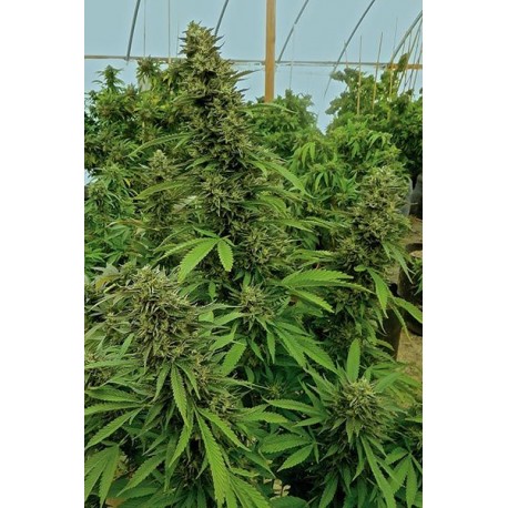 Chemdawg Regular graines de cannabis males et femelles