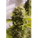 Bubba Cheese Auto
