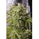 Bubba Kush Auto, graines de cannabis de chez Humboldt Seed