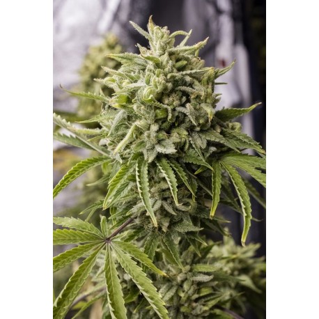 Bubba Kush Auto, graines de cannabis de chez Humboldt Seed