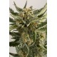 Acheter des graines de Lost Coast Skunk - Humboldt Seed Organization