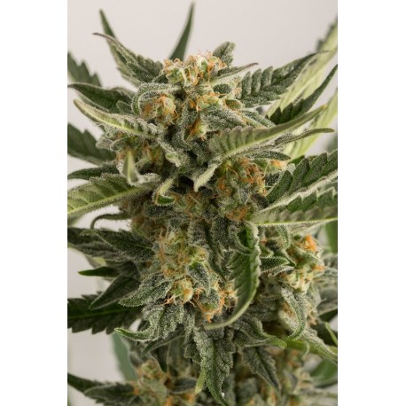 Acheter des graines de Lost Coast Skunk - Humboldt Seed Organization