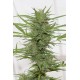 Lemon Juice Express Auto - Humboldt Seed Organization