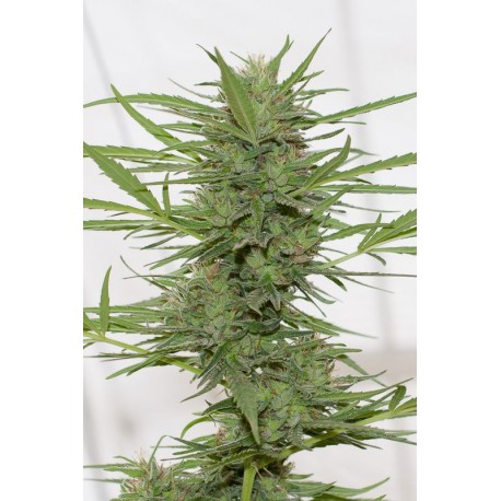 Lemon Juice Express Auto - Humboldt Seed Organization