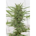Dr. Greenthumb’s Dedoverde Haze Auto - Humboldt Seed Organization