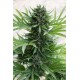 Graines de Sour Diesel Auto de Humboldt Seed