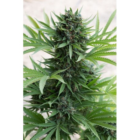 Graines de Sour Diesel Auto de Humboldt Seed