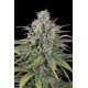 Sour Diesel Auto - Humboldt Seed Organization