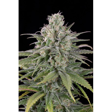 UK Cheese Auto graines de cannabis autofleurissantes