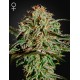 AMS - Green House Seeds