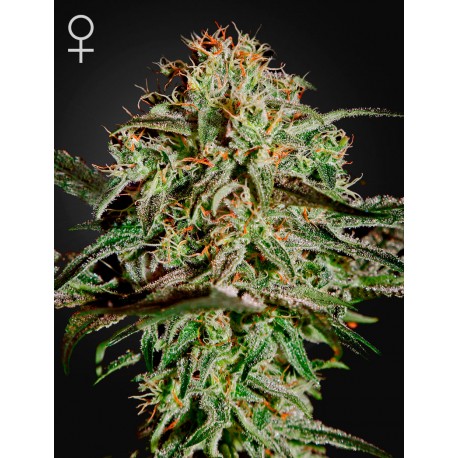 AMS - Green House Seeds