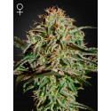AMS - Green House Seeds