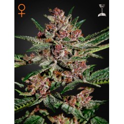 Bubba Kush - Green House Seeds