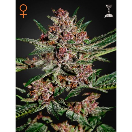 Graines de cannabis Bubba Kush par Green House Seeds