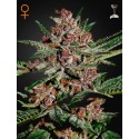 Bubba Kush - Green House Seeds