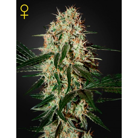 AMS - Green House Seeds