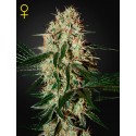 Arjan's Haze 3 - Green House Seeds