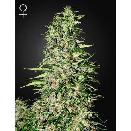 Arjan's Haze 3 - Green House Seeds