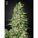 Diamond Girl - Green House Seeds