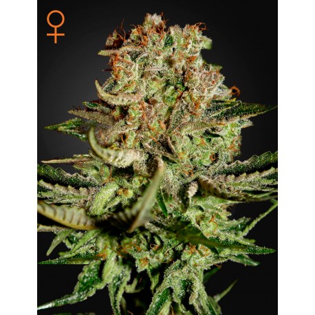 Vente de graines Super Bud de Green House Seeds