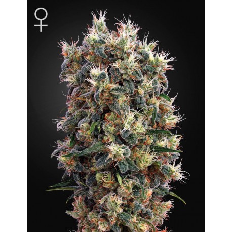 Super Bud - Green House Seeds