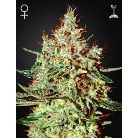 Graines de K-Train graines de cannabis par Green House Seeds