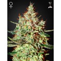 K-Train - Green House Seeds