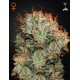 Kaia Kush graines de cannabis