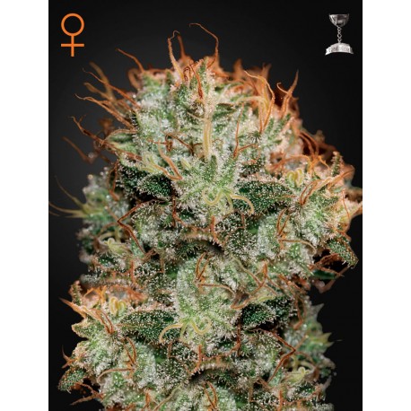 Kaia Kush graines de cannabis