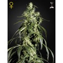 Arjan's Haze 1 - Green House Seeds