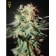 Arjan's Ultra Haze 2 - Green House Seeds
