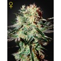 Arjan's Strawberry Haze - Green House Seeds