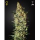 Neville's Haze par Green House Seeds