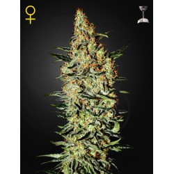 Neville's Haze - Green House Seeds